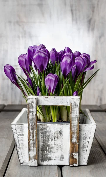 Schöne violette Krokusse in weißer Holzkiste — Stockfoto