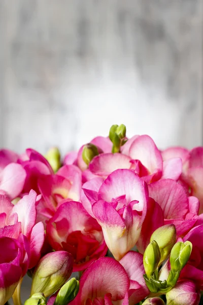 Flores de freesia rosa sobre fondo de madera. Copiar espacio — Foto de Stock