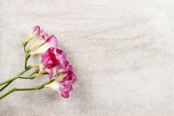 Pink freesia flowers on wooden background. Top view, copy space — Stock Photo, Image