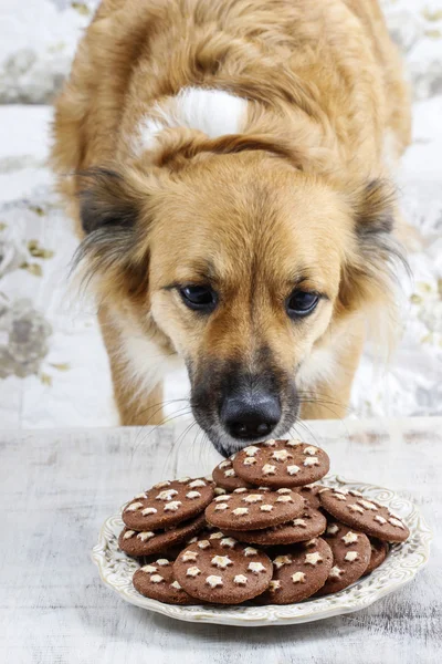 Собака краде печиво — стокове фото