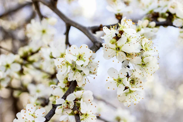 Blooming branch of cherry tree. Beautiful spring landscape — Stock Photo, Image