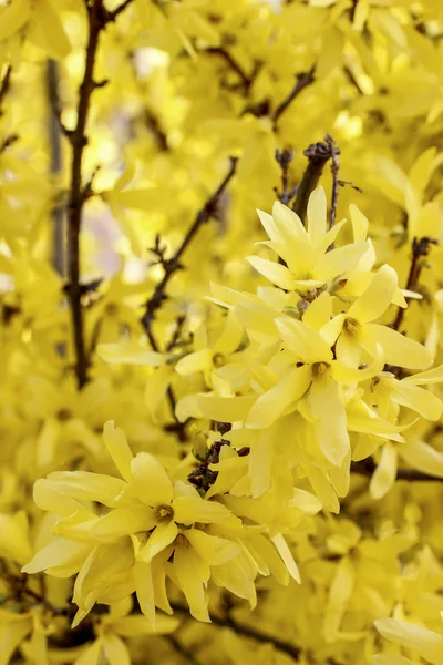 Blühende Forsythien. Symbol für Frühling und Ostern — Stockfoto
