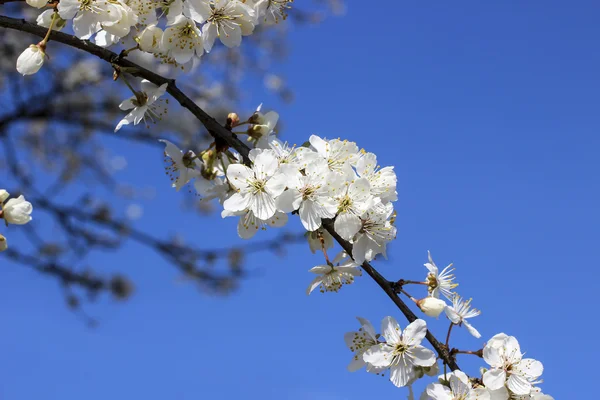 Branche florissante de cerisier. Beau paysage printanier — Photo