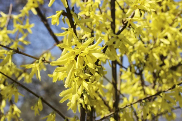 Blühende Forsythien. Symbol für Frühling und Ostern — Stockfoto