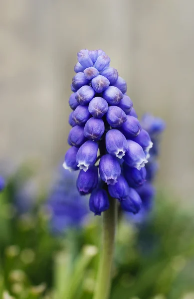 Enkele blauwe muscari bloem (druivenmost hyacint) — Stockfoto