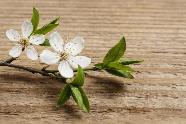 Appelbloesem op houten ondergrond. Kopieerruimte. — Stockfoto