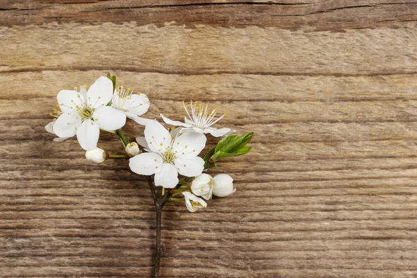 Appelbloesem op houten ondergrond. Kopieerruimte. — Stockfoto