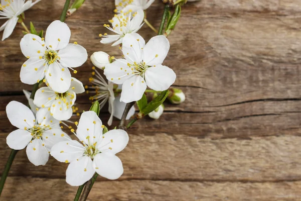 Apple blossom on wooden background. Copy space. — Stock Photo, Image