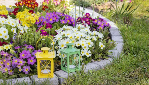 Kleurrijke primula bloemen en lantaarns in lentetuin — Stockfoto