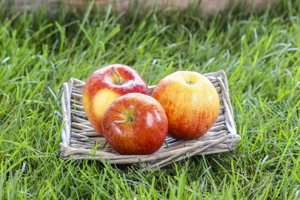 Wicker basket of fresh red ripe apples standing on grass — Stock Photo, Image