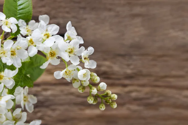 Cereza pájaro sobre fondo de madera. En Finlandia y Suecia —  Fotos de Stock