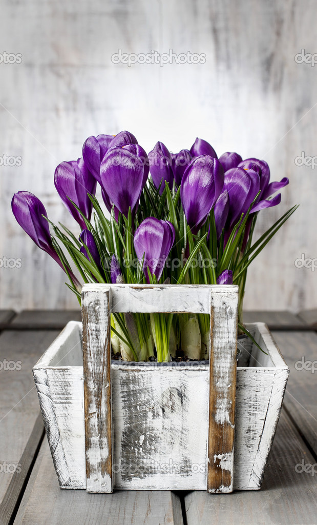Beautiful violet crocuses in white wooden box