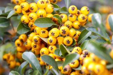 Ateş dikeni coccinea (firethorn)