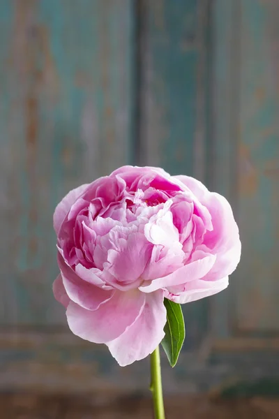 Peônia rosa no fundo de madeira — Fotografia de Stock