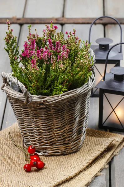 Urze vermelha na cesta de vime e lanternas na mesa de madeira - autu — Fotografia de Stock