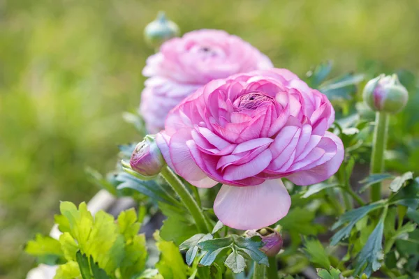 ピンクのペルシャ キンポウゲの花 （ラナンキュラス asiaticus) — Stock fotografie