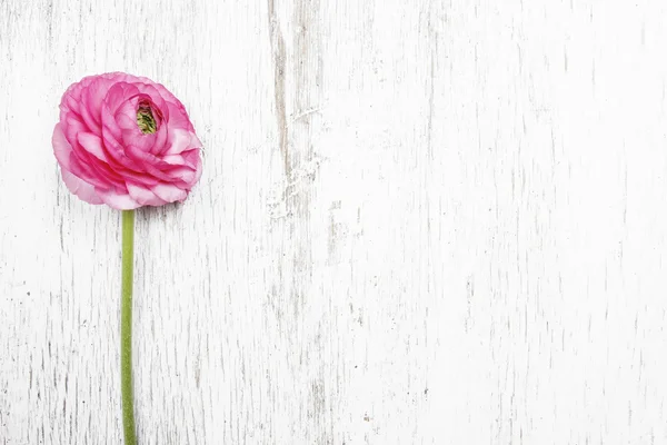 Rosa persiano ranuncolo fiore (ranuncolo) su sfondo di legno . — Foto Stock