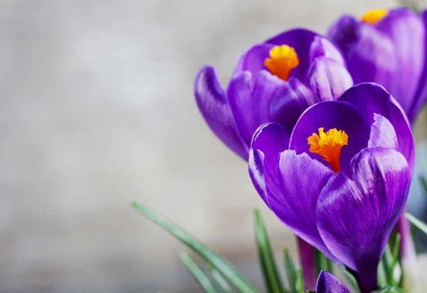 Beaux crocus violets sur fond gris. Espace de copie — Photo