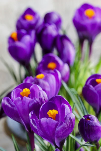 Piękne fioletowe krokusy na szarym tle. miejsce — Zdjęcie stockowe