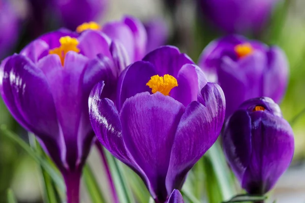 Schöne violette Krokusse auf grauem Hintergrund. Kopierraum — Stockfoto