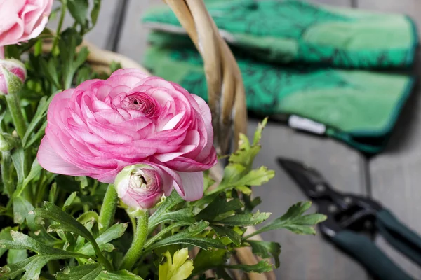 Flätad korg med rosa Persiska buttercup blommor. — Stockfoto