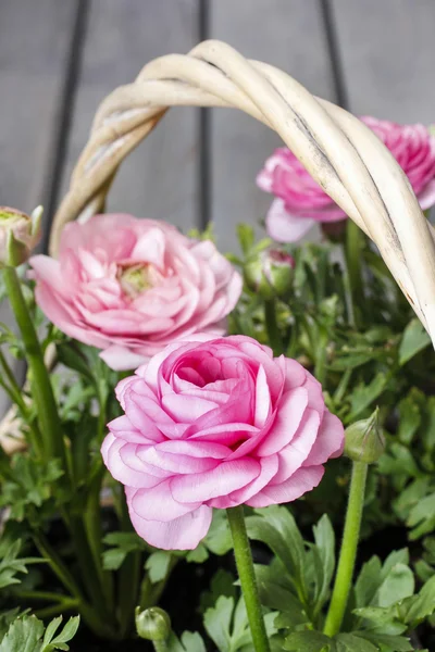 Wicker basket of pink persian buttercup flowers. — Stock Photo, Image