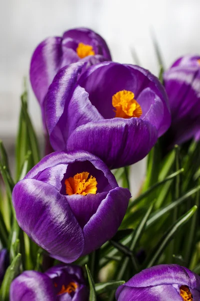 Hermosos cocodrilos violeta — Foto de Stock