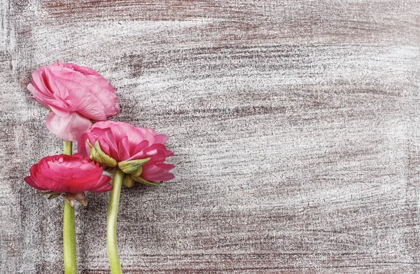 Розовый персидский цветок лютик (ranunculus) на деревянном фоне . — стоковое фото