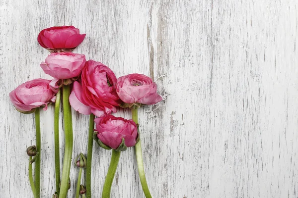 Flores cor de rosa persa buttercup (ranúnculo) sobre fundo de madeira — Fotografia de Stock