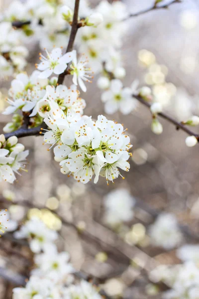 Branche florissante de cerisier. Beau paysage printanier — Photo