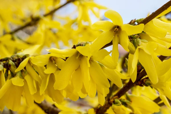 Blooming forsythia. Symbol of spring and easter — Stock Photo, Image