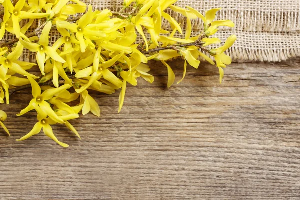 Forsythia em fundo de madeira. Espaço de cópia — Fotografia de Stock