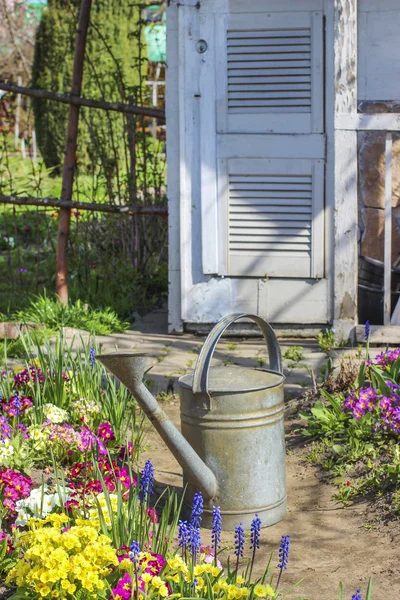 Vattning växter i vackra våren trädgård — Stockfoto