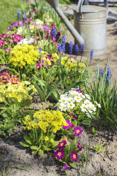 Vattning växter i vackra våren trädgård — Stockfoto