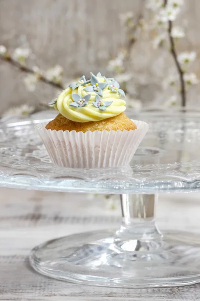 Kaunis edelweiss cupcake — kuvapankkivalokuva