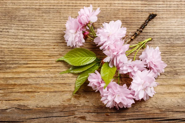 Mooie bloeiende amandel (prunus triloba) op houten achtergrond — Stockfoto