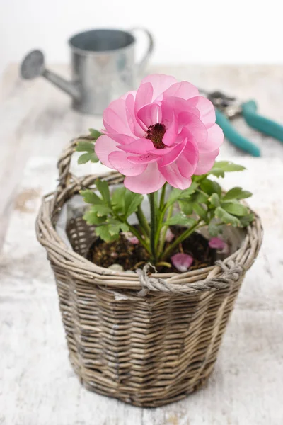 Roze Perzisch buttercup bloem en tuin accessoires — Stockfoto
