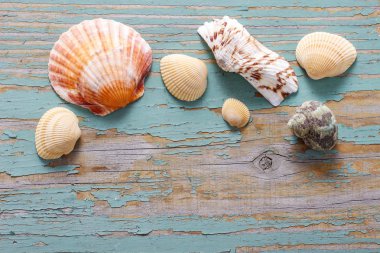 Seashells turkuaz ahşap zemin.