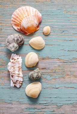 Seashells turkuaz ahşap zemin.