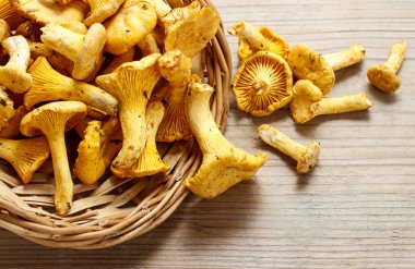 Cantharellus cibarius, commonly known as the chanterelle, clipart