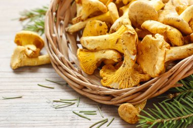 Cantharellus cibarius bilinen cantharellus cibarius,