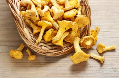 Cantharellus cibarius bilinen cantharellus cibarius,