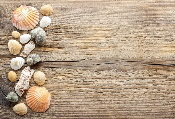 Seashells on a wooden background. — Stock Photo, Image