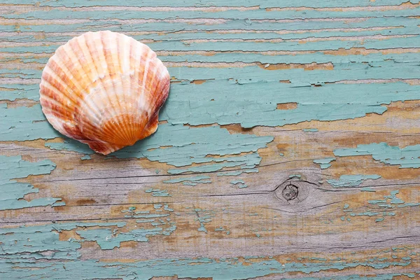 Seashells on a turquoise wooden background — Stock Photo, Image