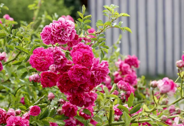 Rosenblüten im Garten — Stockfoto