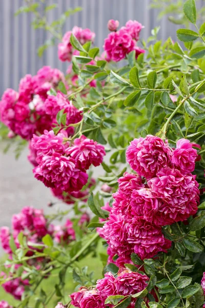 Flores de rosas en el jardín —  Fotos de Stock