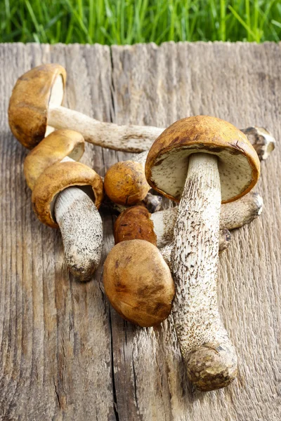 Mushrooms in the basket — Stock Photo, Image