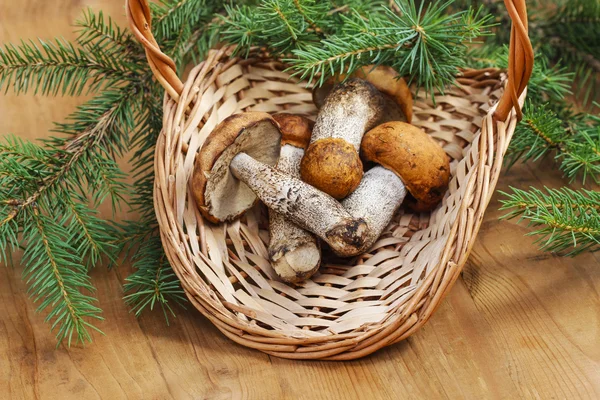 Mushrooms in the basket — Stock Photo, Image