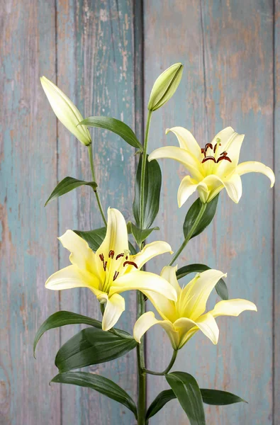 Fiori di giglio giallo — Foto Stock