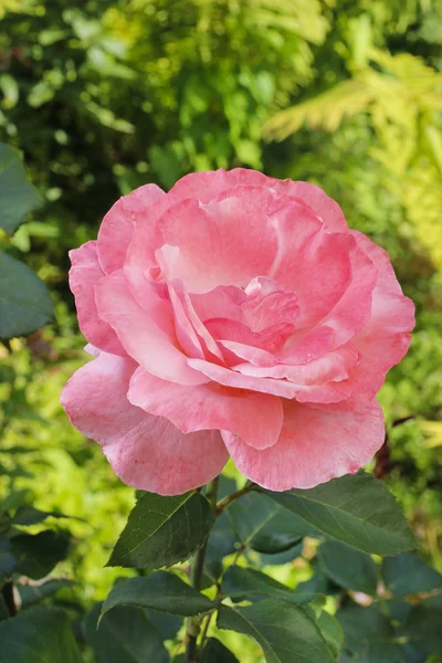 Rosa rosor i grönskande sommarträdgård — Stockfoto